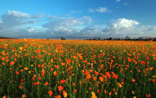 學(xué)習(xí)國外苗木行業(yè)經(jīng)驗(yàn)，搶先了解國內(nèi)市場動(dòng)態(tài)