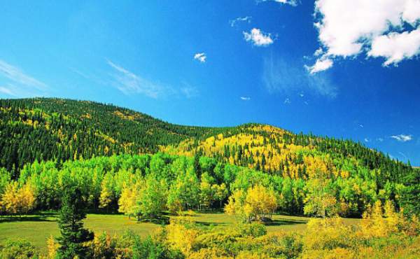 學(xué)習(xí)國外苗木行業(yè)經(jīng)驗(yàn)，搶先了解國內(nèi)市場動(dòng)態(tài)