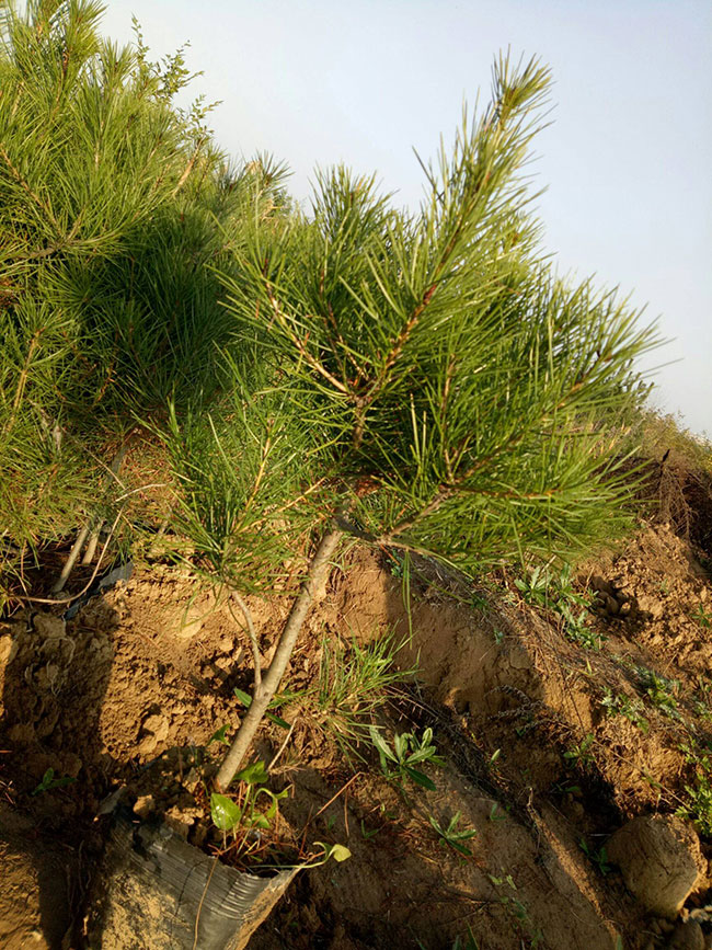 2020年綠化苗木發(fā)展行情如何？