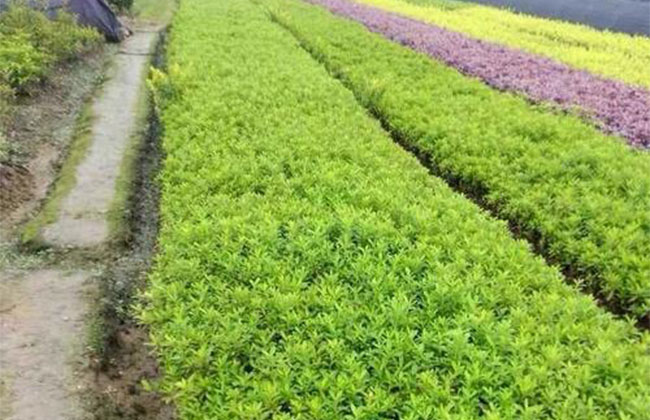 2020年綠化苗木發(fā)展行情如何？